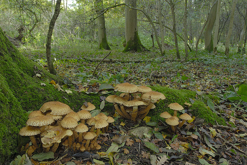 Pholiota squarrosa